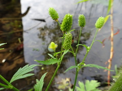 Ranunculus pensylvanicus