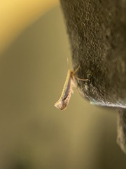 Argyresthia subreticulata