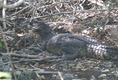 Crocodylus rhombifer