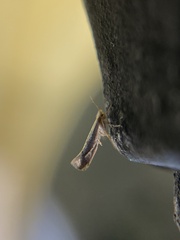 Argyresthia subreticulata