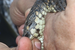 Crocodylus rhombifer