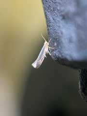Argyresthia subreticulata