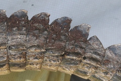 Crocodylus rhombifer