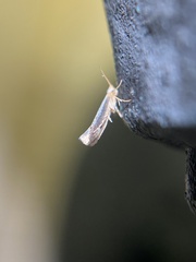Argyresthia subreticulata