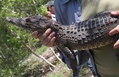 Crocodylus rhombifer