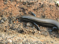 Plestiodon copei