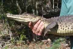 Crocodylus rhombifer