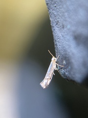 Argyresthia subreticulata