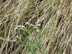 Erigeron apiculatus