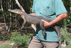 Crocodylus rhombifer