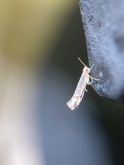 Argyresthia subreticulata
