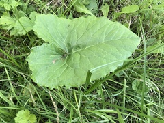 Petasites frigidus
