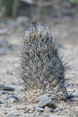 Coryphantha salinensis