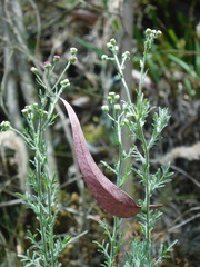 Erigeron apiculatus