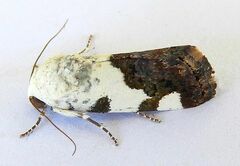 Tarache tetragona