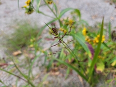 Sporobolus cryptandrus