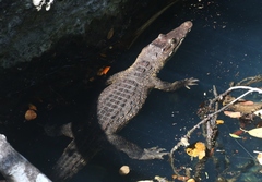 Crocodylus rhombifer