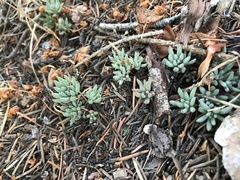 Sedum lanceolatum