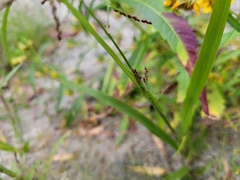 Sporobolus cryptandrus