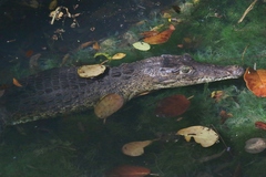 Crocodylus rhombifer