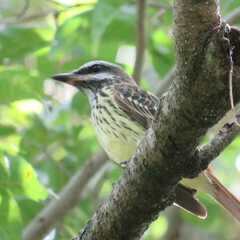 Myiodynastes luteiventris