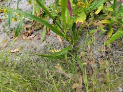 Sporobolus cryptandrus