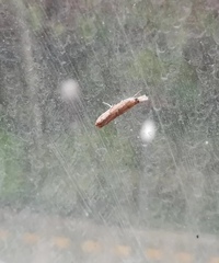 Culladia hastiferalis