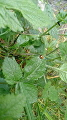 Harmonia axyridis