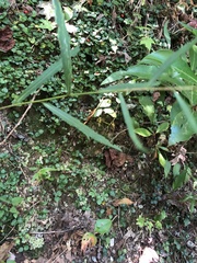 Symphyotrichum retroflexum