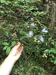 Symphyotrichum retroflexum