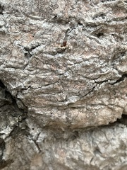 Pachnolepia pruinata