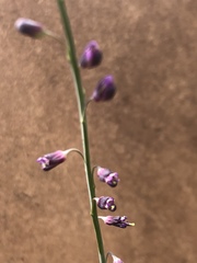 Pennellia longifolia