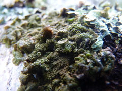 Melanohalea exasperatula