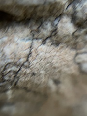 Pachnolepia pruinata