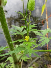 Ranunculus pensylvanicus