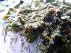 Melanohalea exasperatula