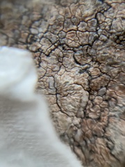 Pachnolepia pruinata