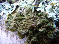 Melanohalea exasperatula