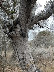 Pachnolepia pruinata