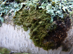 Melanohalea exasperatula