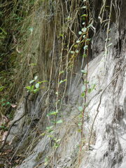 Muehlenbeckia tamnifolia