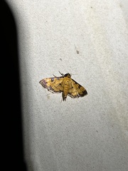 Ategumia ebulealis
