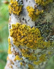 Xanthomendoza hasseana