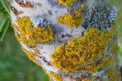 Xanthomendoza hasseana
