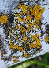 Xanthomendoza hasseana