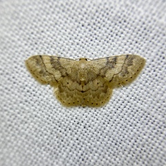 Idaea elaphrodes