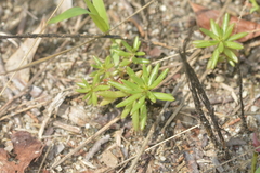 Portulaca smallii