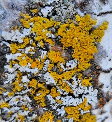 Xanthomendoza hasseana