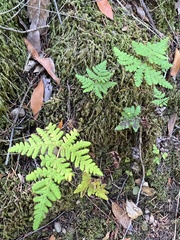 Pentagramma triangularis