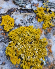 Xanthomendoza hasseana